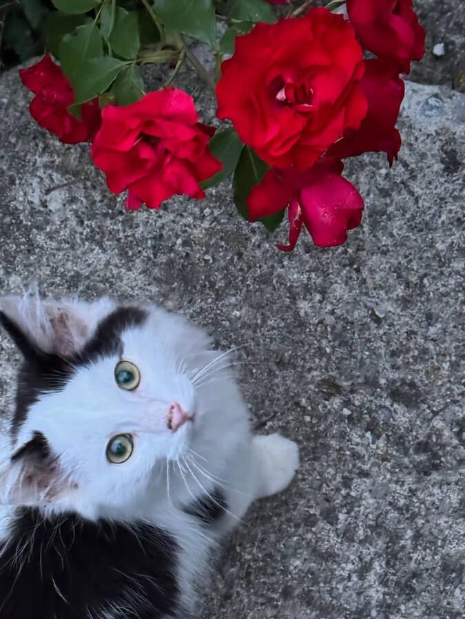 Fluffy mit Rosen Fluffy mit Rosen