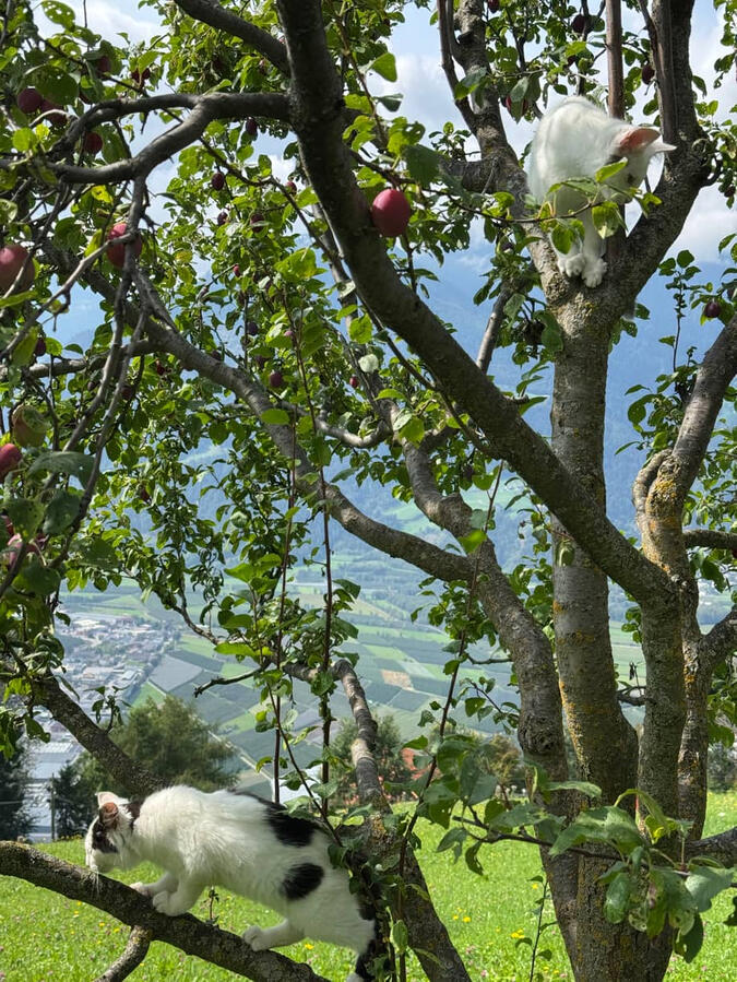 Fluffy und Simba im Pflaumenbaum