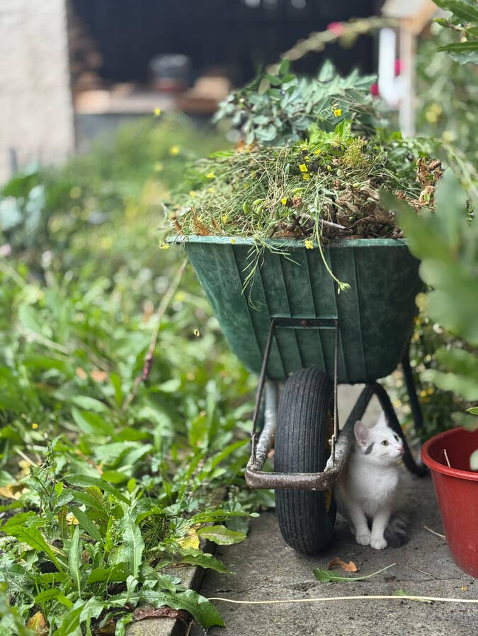 Gartenpflege