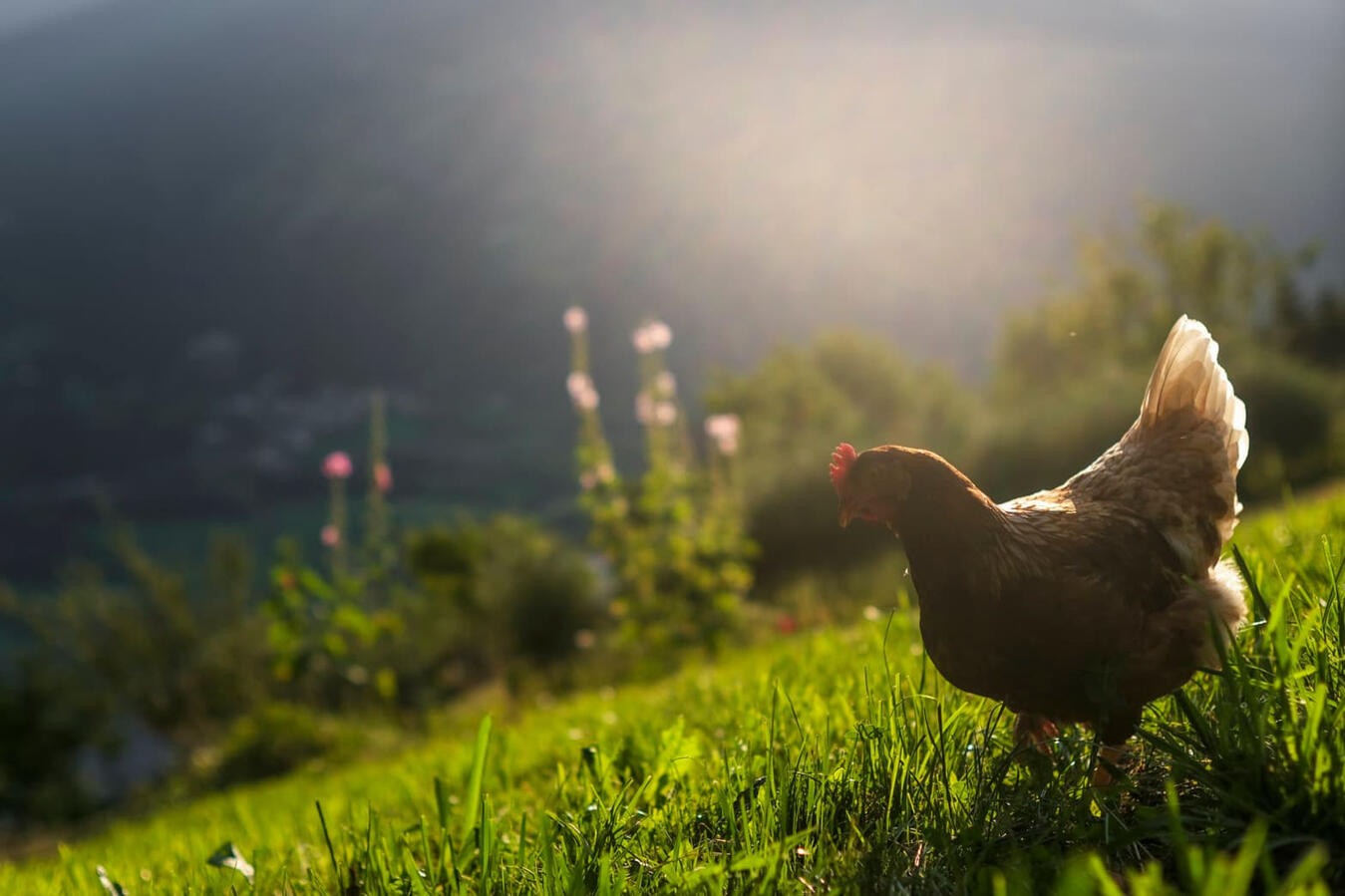 Sieglinde das Huhn