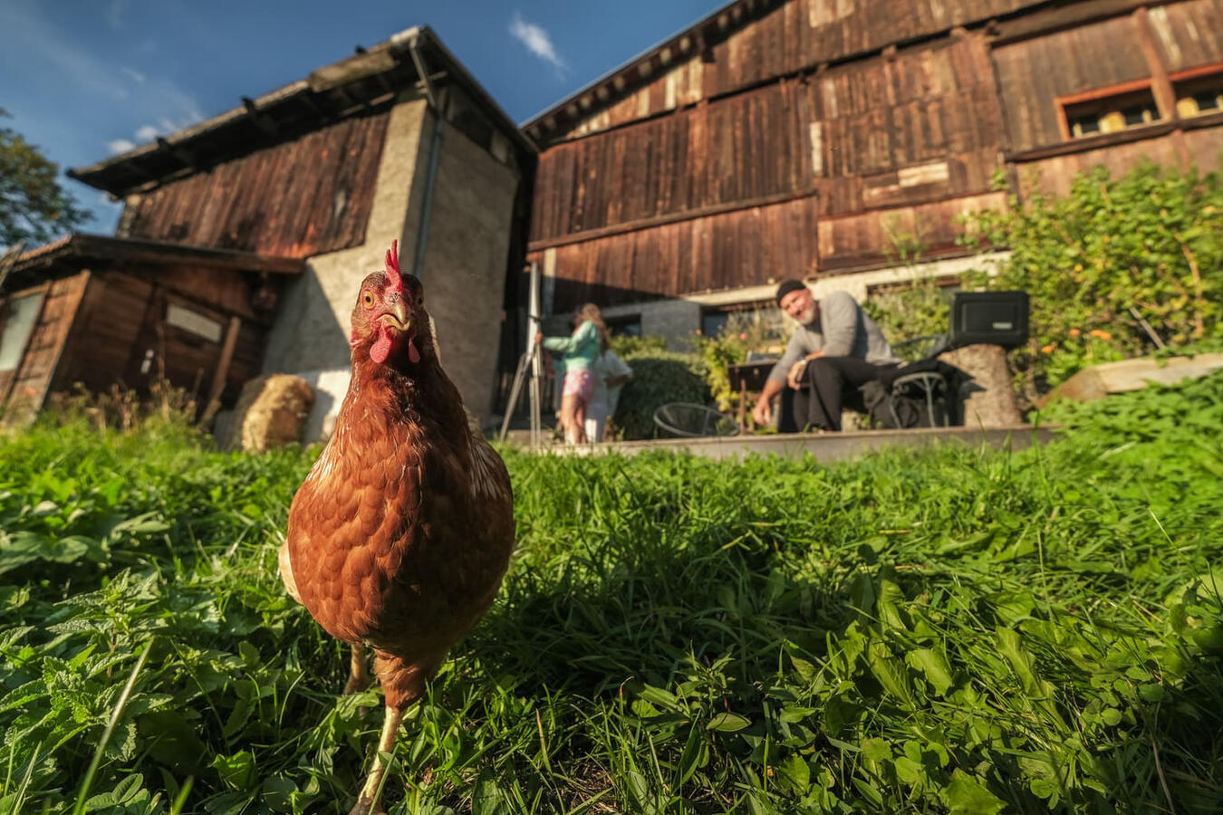 Sieglinde das Huhn