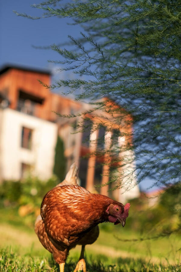 Sieglinde das Huhn Sieglinde das Huhn