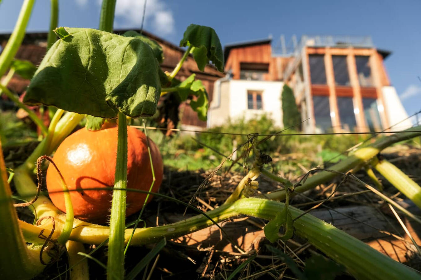 FlowFarm Mairhof, Gschneir 16, Schluderns, Garten